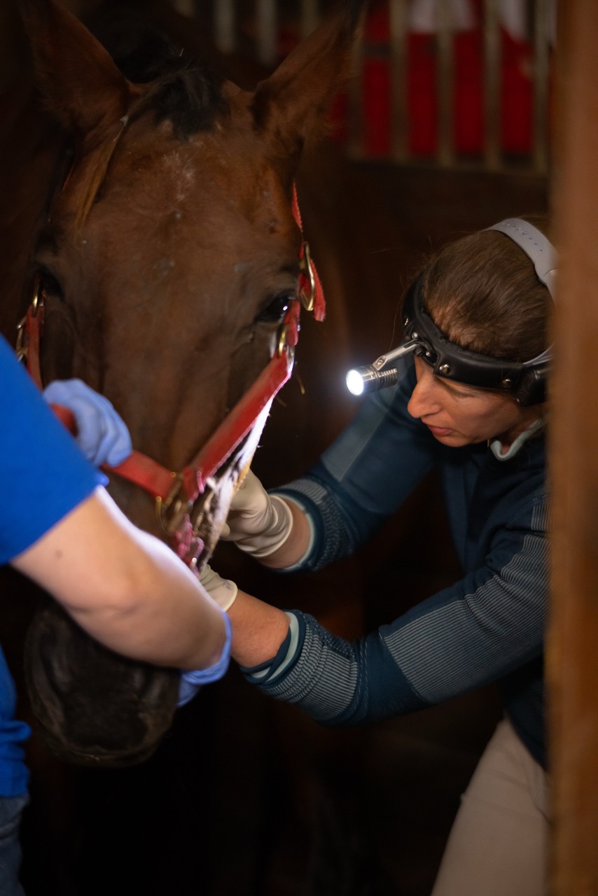 Equine dental procedure